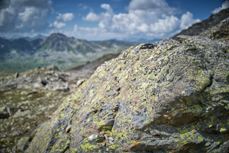 Rocks and Lichens